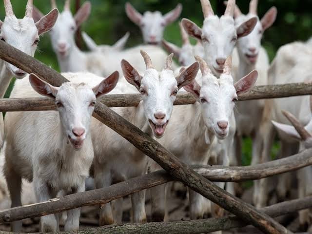 Goat Business Advantages and Disadvantages